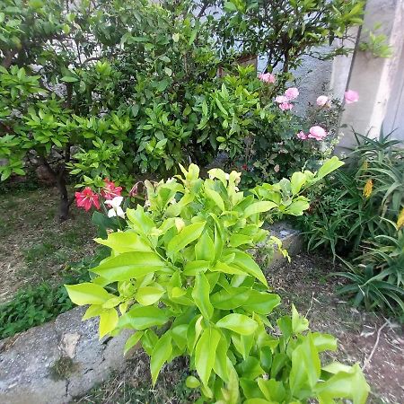 Studio Apartment Novak Cilipi Ngoại thất bức ảnh